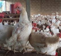 Sénégal : La « bataille du poulet » aura-t-elle lieu ?