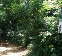 Gestion des forêts transfrontalierères: La Banque mondiale organise un atelier à Kaolack