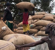 Cameroun  : chute de 80% du commerce du cacao en raison de la crise sécessionniste