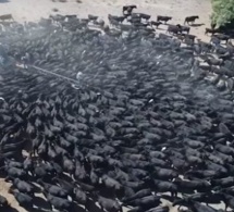 Australie : une violente sécheresse décime les troupeaux, brûle les cultures… Australie : une violente sécheresse décime les troupeaux, brûle les cultures…