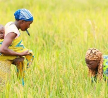 Transformation agricole : la Côte d’Ivoire en voie pour matérialiser la stratégie de la Bad Transformation agricole : la Côte d’Ivoire en voie pour matérialiser la stratégie de la Bad