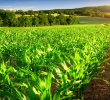 BAD/FAO : une alliance stratégique pour mobiliser 57 milliards FCFA en faveur de l’agriculture