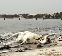 Sénégal : plus de 13 milliards FCFA des Pays bas pour dépolluer la Baie de Hann Sénégal : plus de 13 milliards FCFA des Pays bas pour dépolluer la Baie de Hann