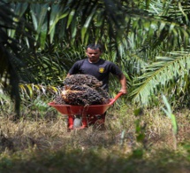 L’Indonésie décrète un moratoire sur les nouvelles plantations de palmiers à huile