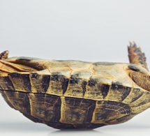 SENEGAL : une dégradation du climat des affaires notée en novembre 2018 SENEGAL : une dégradation du climat des affaires notée en novembre 2018