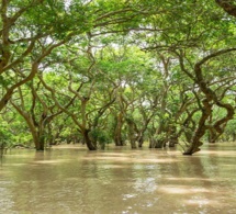 ‘’SOLUTIONS FONDEES SUR LA NATURE’’ : faire de la nature une alliée ‘’SOLUTIONS FONDEES SUR LA NATURE’’ : faire de la nature une alliée