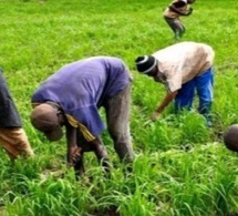 PSE : les résultats du rapport sur les allocations budgétaires du secteur agricole PSE : les résultats du rapport sur les allocations budgétaires du secteur agricole