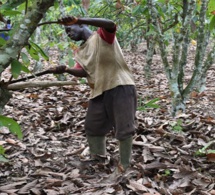 COTE D’IVOIRE-GHANA : Nestlé en action pour mettre fin à la déforestation et restaurer les forêts COTE D’IVOIRE-GHANA : Nestlé en action pour mettre fin à la déforestation et restaurer les forêts