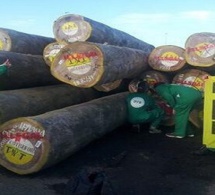 Dix entreprises européennes pourraient importer vers l’UE du bois congolais illégal représentant plusieurs millions d’euros Dix entreprises européennes pourraient importer vers l’UE du bois congolais illégal représentant plusieurs millions d’euros