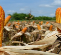 SENEGAL : concertation des acteurs de l’industrie semencière autour de la mise en œuvre effective du PAIRED SENEGAL : concertation des acteurs de l’industrie semencière autour de la mise en œuvre effective du PAIRED