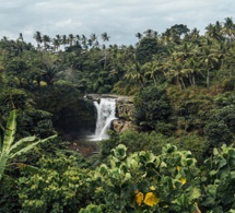Nouveau projet pour renforcer la gestion durable des forêts en Afrique de l’Ouest Nouveau projet pour renforcer la gestion durable des forêts en Afrique de l’Ouest