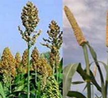 SENEGAL : la production céréalière de 2018 estimée à 2 732 109 tonnes SENEGAL : la production céréalière de 2018 estimée à 2 732 109 tonnes