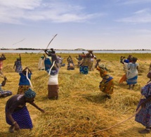 Quand la modélisation assiste l’agriculture et prévient les crises alimentaires Quand la modélisation assiste l’agriculture et prévient les crises alimentaires