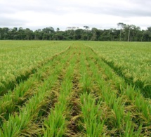 Les surfaces et les productions de riz du …Sénégal estimées à 3,16 millions d'hectares pour la campagne de commercialisation 2019/20 Les surfaces et les productions de riz du …Sénégal estimées à 3,16 millions d'hectares pour la campagne de commercialisation 2019/20
