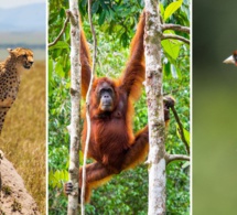 L’Humanité est la cause d’une 6e extinction de masse, menaçant elle-même sa propre existence. L’Humanité est la cause d’une 6e extinction de masse, menaçant elle-même sa propre existence.