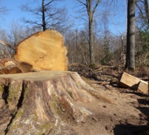 Cinq facteurs responsables de la perte de biodiversité et cinq leviers d’actions Cinq facteurs responsables de la perte de biodiversité et cinq leviers d’actions