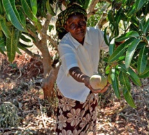 A Daga Birame, Kaffrine, le village climato-intelligent change le comportement des producteurs A Daga Birame, Kaffrine, le village climato-intelligent change le comportement des producteurs