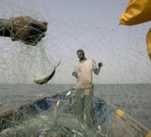 Un nouveau rapport de la Fao invite à une meilleure gestion des petits pélagiques en vue d’améliorer la sécurité alimentaire et la durabilité des écosystèmes Un nouveau rapport de la Fao invite à une meilleure gestion des petits pélagiques en vue d’améliorer la sécurité alimentaire et la durabilité des écosystèmes