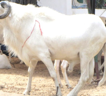 Le gouvernement sénégalais prend les devants pour la Tabaski 2019 Le gouvernement sénégalais prend les devants pour la Tabaski 2019