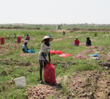 Sénégal : près de 40 milliards FCFA de la Bad pour soutenir un projet de valorisation des eaux pour le développement des chaînes de valeur agricoles