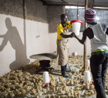 Lancement d’une nouvelle initiative phare visant à augmenter les emplois des jeunes dans l'agriculture et l'agroalimentaire en Afrique