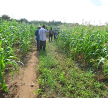 Cilss : avis sur la campagne agropastorale 2019-2020 à mi-parcours du dispositif régional de prévention et de gestion des crises