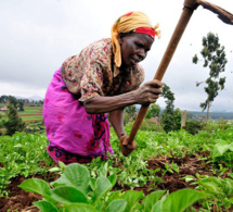 Ghana : principales perspectives du commerce agricole pour les exportateurs américains