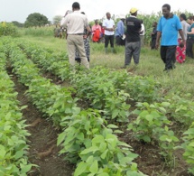 Mali : les secteurs primaire et tertiaire pour tirer l’économie Mali : les secteurs primaire et tertiaire pour tirer l’économie