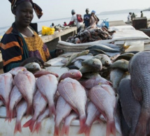 Pêche et aquaculture : une hausse de 204 millions de la production de poissons attendue en 2030 Pêche et aquaculture : une hausse de 204 millions de la production de poissons attendue en 2030