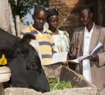 Elevage en Afrique : de la nécessité d’investir dans les domaines critiques qui amélioreront la qualité sur l'ensemble de la chaîne de valeur Elevage en Afrique : de la nécessité d’investir dans les domaines critiques qui amélioreront la qualité sur l'ensemble de la chaîne de valeur