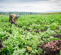 Sécurité alimentaire en Afrique : résoudre d’abord l’équation des données Sécurité alimentaire en Afrique : résoudre d’abord l’équation des données