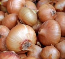 Sénégal : une usine de déshydratation d’oignons en gestation Sénégal : une usine de déshydratation d’oignons en gestation