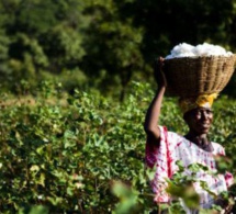 Côte d’Ivoire : appui financier aux petits exploitants et femmes de la région du N’zi