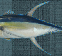 Accord de pêche sénégal-ue : les quotas annuels revus à la baisse Accord de pêche sénégal-ue : les quotas annuels revus à la baisse