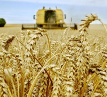 Production céréalière mondiale en 2020 : la Fao revoit ses prévisions à la baisse Production céréalière mondiale en 2020 : la Fao revoit ses prévisions à la baisse