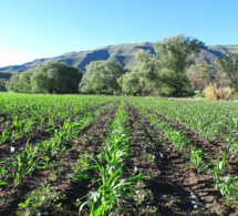 Comment l'Afrique subsaharienne peut repenser son approche de l'agriculture Comment l'Afrique subsaharienne peut repenser son approche de l'agriculture