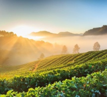 Biotalys initie un processus d'enregistrement de son premier produit auprès de l'Epa Biotalys initie un processus d'enregistrement de son premier produit auprès de l'Epa