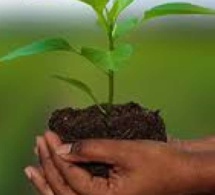 Compagnie nationale d’assurance agricole du Sénégal : 600 millions Fcfa d’indemnisation versés à 300.000 sinistrés Compagnie nationale d’assurance agricole du Sénégal : 600 millions Fcfa d’indemnisation versés à 300.000 sinistrés