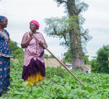 Le Coraf conduit une étude d’impact covid19 sur les systèmes alimentaires de 5 pays sahéliens dont le Sénégal