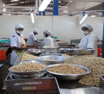 Noix de cajou : de nouvelles opportunités de marché s’offrent aux transformateurs africains Noix de cajou : de nouvelles opportunités de marché s’offrent aux transformateurs africains