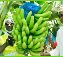 podor, ranérou, matam et kanel : 230 000 bénéficiaires du projet yellitaare sorti de l’insécurité alimentaire podor, ranérou, matam et kanel : 230 000 bénéficiaires du projet yellitaare sorti de l’insécurité alimentaire