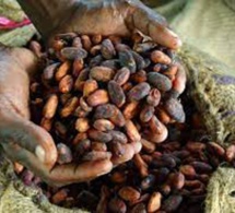 Production de cacao en Côte d'ivoire et au Ghana: pourquoi les agriculteurs ne récoltent pas les fruits de leur production Production de cacao en Côte d'ivoire et au Ghana: pourquoi les agriculteurs ne récoltent pas les fruits de leur production