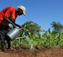 Comment un traité continental peut favoriser le commerce durable de la biodiversité en Afrique