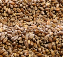 La Fao relève le caractère crucial de la qualité des semences pour nourrir une population mondiale en pleine expansion La Fao relève le caractère crucial de la qualité des semences pour nourrir une population mondiale en pleine expansion