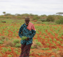 somalie: coup d'accélérateur de la fao et du fonds quatar aux efforts menés pour aider les communautés rurales vulnérables somalie: coup d'accélérateur de la fao et du fonds quatar aux efforts menés pour aider les communautés rurales vulnérables
