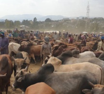 l’assemblée générale des nations unies proclame l’année 2026 année internationale du pastoralisme et des pâturages l’assemblée générale des nations unies proclame l’année 2026 année internationale du pastoralisme et des pâturages