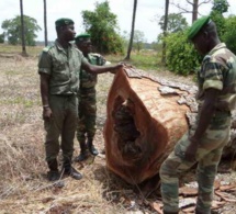 sénégal : greenpeace afrique salue l’engagement du président macky sall à préserver les forêts sénégal : greenpeace afrique salue l’engagement du président macky sall à préserver les forêts