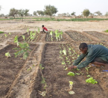 32e session de la conférence régionale pour l'afrique de l'organisation des nations unies pour l'alimentation et l'agriculture: définir les priorités régionales en matière de transformation des systèmes agroalimentaires