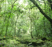 les forêts et les arbres peuvent aider à la relance au sortir des multiples crises que nous traversons, selon un nouveau rapport de la fao