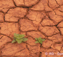 lutte contre la désertification : cop15 de la convention des nations unies (cnulcd) à abidjan du 9 au 20 mai 2022 lutte contre la désertification : cop15 de la convention des nations unies (cnulcd) à abidjan du 9 au 20 mai 2022